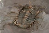 Amazing, Rare Odontopleurid Trilobite - Jorf, Morocco #315723-3